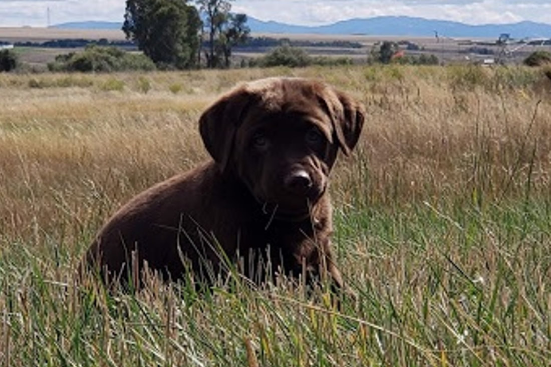 chesador puppies for sale 2019