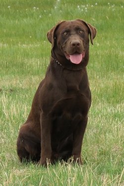 Obedience with Retrieving Training